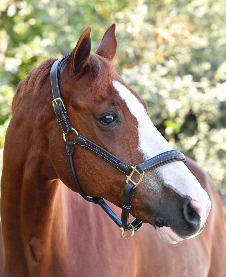 SP RHODES Custom Horse Leather Care Havana Halter